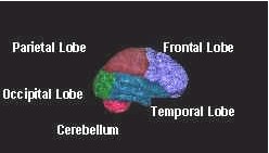 map of brain